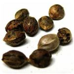 Семена марихуаны АК-47  (Seeds AK-47) в Черкесске